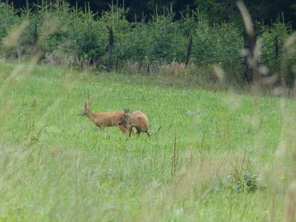 Appartamento Haus Wald-Eck Schmallenberg Esterno foto