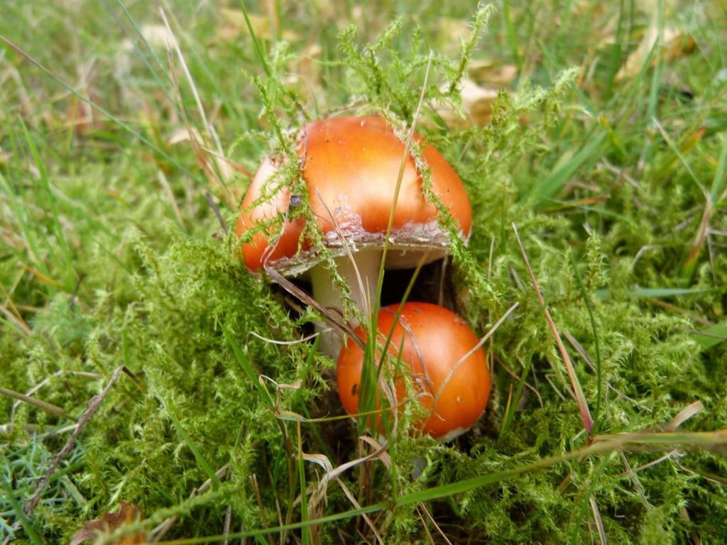 Appartamento Haus Wald-Eck Schmallenberg Esterno foto