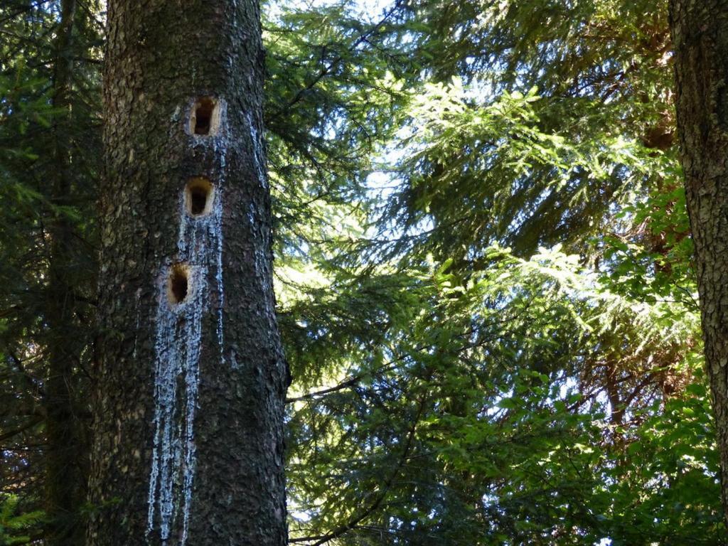 Appartamento Haus Wald-Eck Schmallenberg Esterno foto